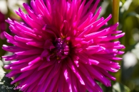 Dahlia Purple Gem