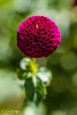 M5A9076-Editar
