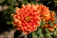 Dahlia Sunshine