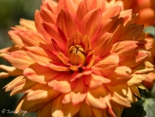 Dahlia Sunshine