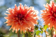 Dahlia Color Spectacie