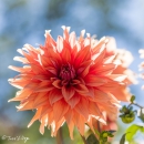 Dahlia Color Spectacie