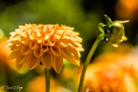 Dahlia Sylvia