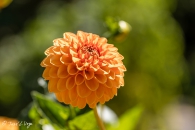 Dahlia Sylvia