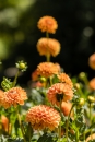 Dahlia Sylvia