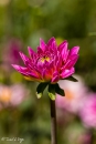 Dahlia Onesta