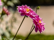 Dahlia Onesta