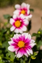Dahlia Cupido