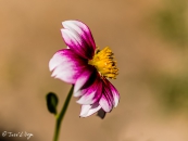 Dahlia Cupido