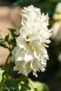 Dahlia Fleurel