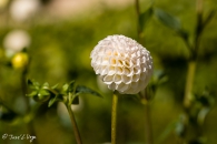 Dahlia Pompon White