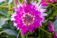 MG_0079