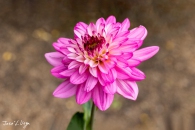 MG_0206-Editar