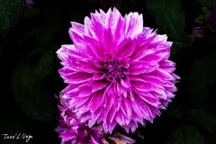 J5A3562-20260929