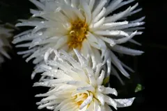 J5A3625-20260929