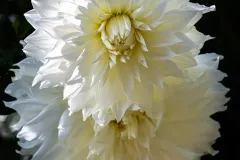 J5A3635-20260929