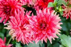 J5A3881-20260929
