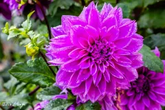 J5A3952-20260929-Editar