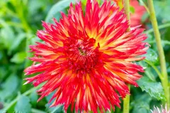 J5A3977-20260929