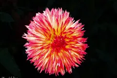 J5A3986-20260929