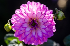 Dalias