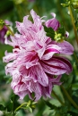 DAHLIA-BRISTOL-STRIPE