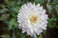 DAHLIA-CRAZY-LOVE