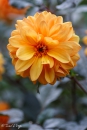 DAHLIA-DAVID-HOWARD-2