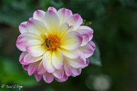 DAHLIA-EL-PASO-2
