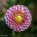 DAHLIA-FRANZ-KAFKA