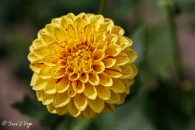 DAHLIA-FUNNY-FACE