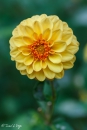 DAHLIA-GOLDEN-SCEPTER
