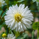 DAHLIA-MY-LOVE