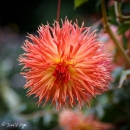 DAHLIA-NENEKAZIN