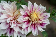 DAHLIA-PURPLE-EXPLOSION
