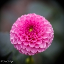 DAHLIA-VAN-SCHAFFELAAR
