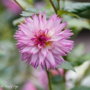 DAHLIA-WINTED-SPRINGS-Editar