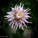 DHALIA-AVIGNON