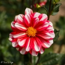 DHALIA-JAMAICA