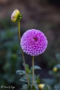 Dahlia Glenblank Palace