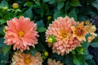 Dahlia Vincent