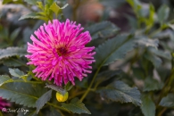Dahlia Alden Regal