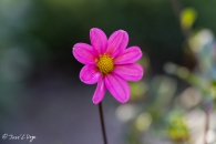 Dahlia Topmix pink