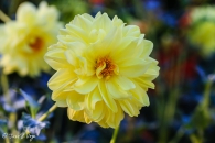 Dahlia Glory of Heemstede