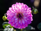 Dahlia Cristine
