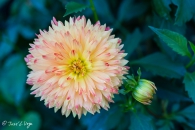 Dahlia procyon