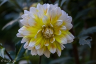 Dahlia Peaches and cream