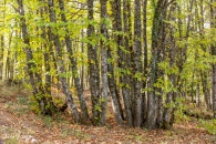 MG_5203