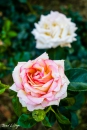 IMG_0195-Editar