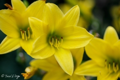 Flores variadas